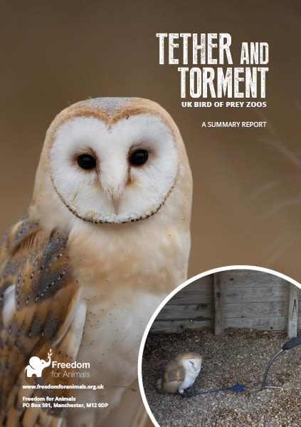 Summary report into Birds of Prey in the UK