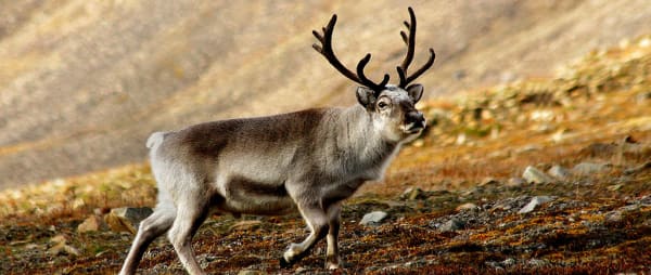 Reindeer Exploitation Still Rampant Despite Covid Christmas