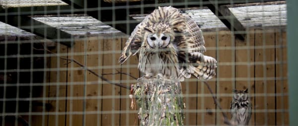 Nocturnal Owls Kept for Daytime Displays