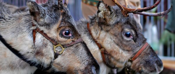 Take Action! Stop the use of Live Reindeer by Baguley Athletic FC