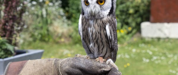 Bird of Prey Centre Found Operating 'Illegally' in Kent