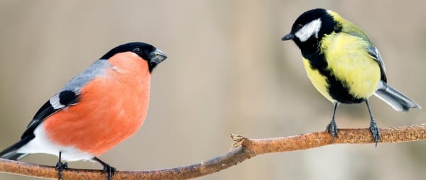 Top 5 birdwatching tips
