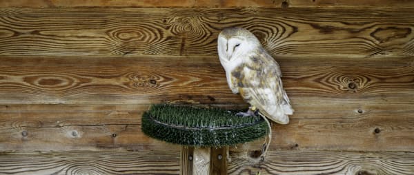 Tynemouth Market: End cruel owl display!