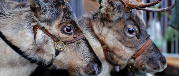 VICTORY! 12 reindeer events cancelled