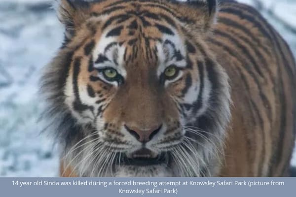 Tigress Sinda Killed at Knowsley Safari Park | Freedom for Animals
