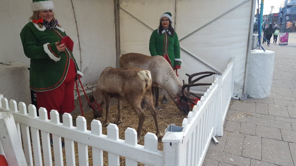 Miserable reindeer at a miserable festive event | Freedom for Animals