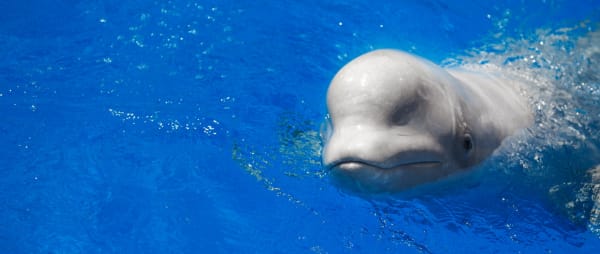 Thank you: Beluga whales arrive safely at sea sanctuary