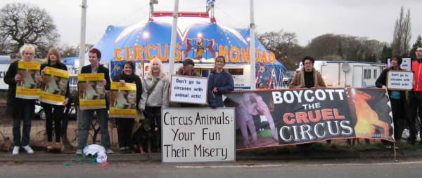 Wales launches public consultation on animal circus ban