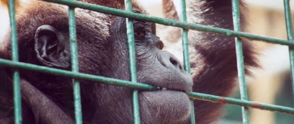 Open Letter to Zac Goldsmith: No More Zoo Secrets