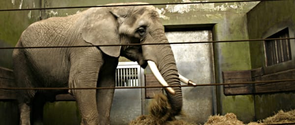 It's time to end the keeping of elephants in zoos | Freedom for Animals