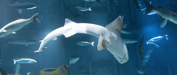 Exposed: Abnormal Behaviours are Rife in Aquariums in England