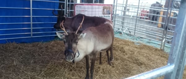 Take Action! Stop the use of Live Reindeer at the Saddle Inn
