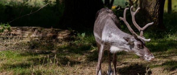 Take Action for Alfie the Escaped Reindeer now!