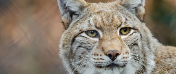Borth Zoo appeals order to close dangerous animal enclosures