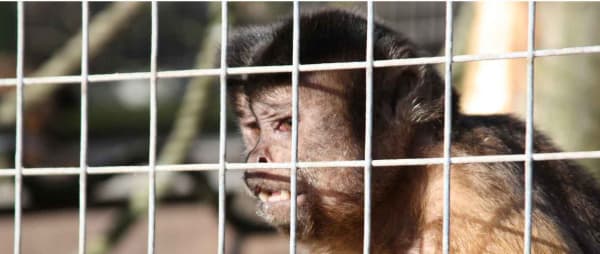 Political parties pledge to ban primates as pets