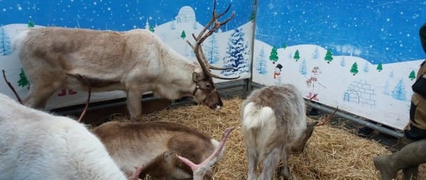 Reindeer exploited in pubs throughout the UK