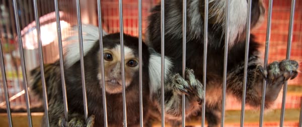 Primate Pet Trade Webinar