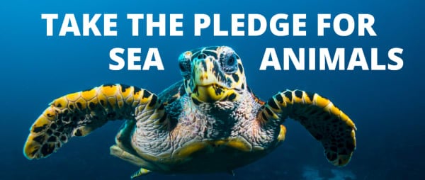 Take the pledge for sea animals!