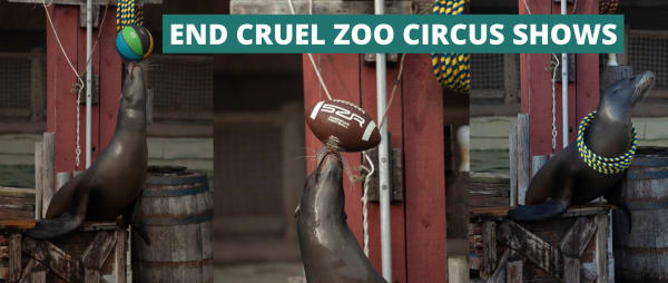 End cruel zoo circus shows