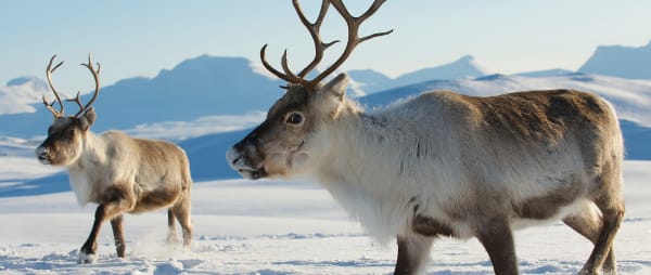 How you can take action for reindeers this Christmas