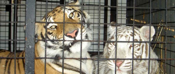 BREAKING: Government to ban the use of wild animals in circuses