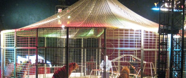 Welsh Wild Animal Circus Ban Progresses