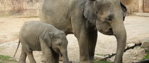 DEFRA: Its time to end the keeping of elephants in zoos!