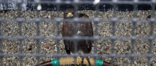 'Largest Travelling Display of Birds of Prey in the UK' Found to be Operating ‘Illegally’