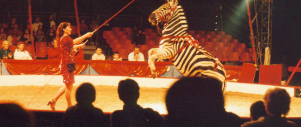 BREAKING: Wales to BAN wild animal circuses